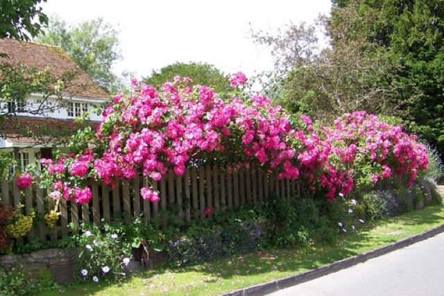 Cottage Gardens