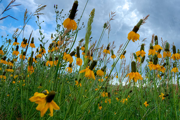 Green living in Inspiration Colorado master planned community