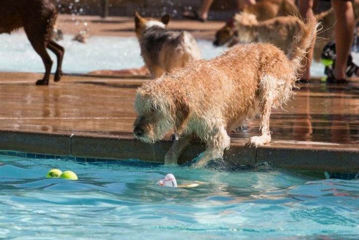 pooch plunge event at Inspiration community near Parker Colorado