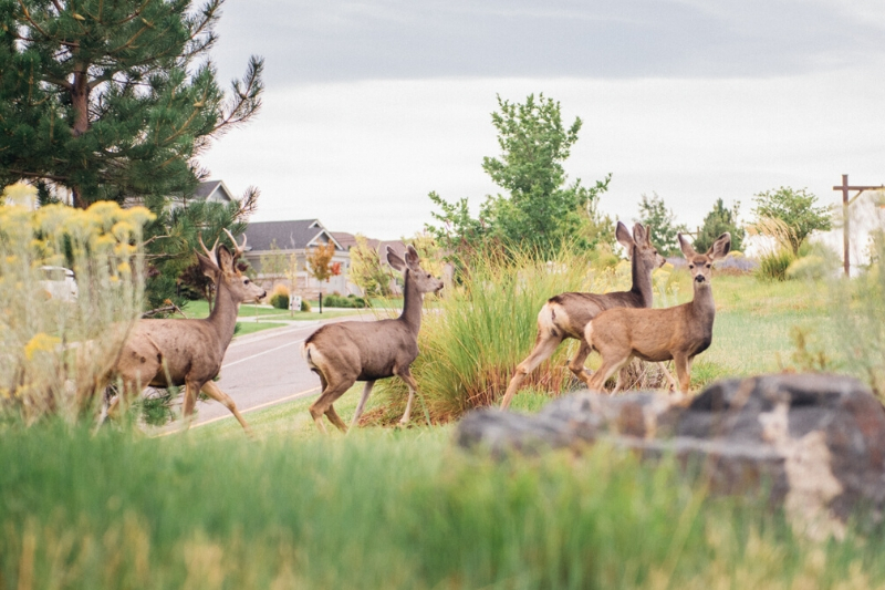 Inspiration-wildlife-streetscape-deer-near-parker-colorado.jpg