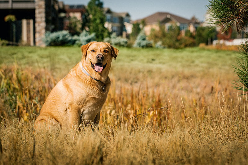 Resident's dog in Inspiration Community near Parker Colorado
