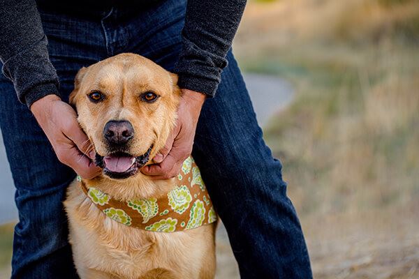 Owner petting his golden retriever who is wearing a bandana.